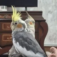 **عروس هلندی نر وماده و بچه ها**