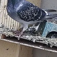 پلاکی|پرنده|مسجد سلیمان, |دیوار