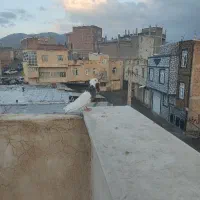 چند جفت کبوتر فورشی