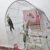 عروس هلندی نر وماده