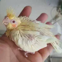 جوجه لوتیو زعفرانی