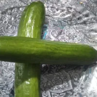 زمین مناسب برای کاشت خیار و گوجه همرا با آب