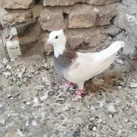 9عدد کفتر رنگه