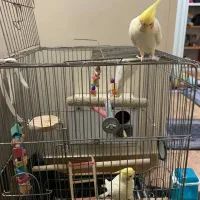 عروس هلندی لوتینو اصل چشم شرابی رام|پرنده|اسلامشهر, مطهری|دیوار