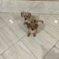 فروش چهار عدد توله سگ پامر اشپیتز|سگ|کرمان, |دیوار