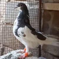 کبوتر|پرنده|شیراز, سلطان آباد|دیوار