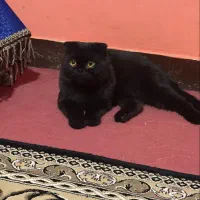 فروش گربه اسکاتیش فولد خاص و اصیل|گربه|سیرجان, |دیوار