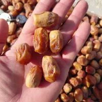 خرمای زاهدی یا قصب