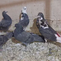 کبوتر پرشی ۴ عدد جوجه|پرنده|قم, نوبهار|دیوار
