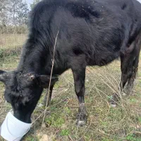 یک گاو محلی سیاه با شاخ شکسته،در مناطق دزدک گمشده|حیوانات|فومن, |دیوار