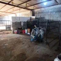 فروش گاوداری ۱۵۰۰ متر|فروش دفتر صنعتی، کشاورزی، تجاری|مشهد, اسماعیل آباد|دیوار