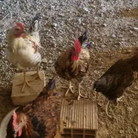 خروس جوان