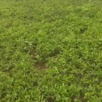 نهال گوجه بذر داناب