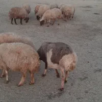 گوسفندماده