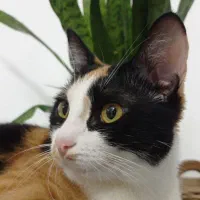 واگذاری رایگان گربه