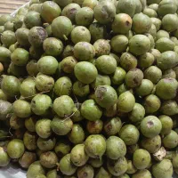 گردو تر (سبز)