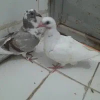 جفت جوجه هیچ پر|پرنده|مسجد سلیمان, |دیوار