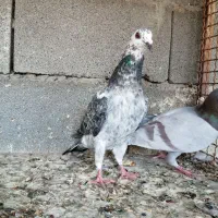 4 عدد پلاکی|پرنده|شیراز, سلطان آباد|دیوار