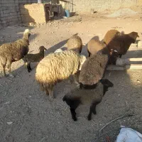 میش افشاری جوان بای شیشک قوچ