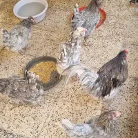 تخم نطفه داره مرغ خروس گلین  همه یک دست