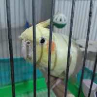 عروس هلندی ماده