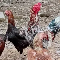 مرغ لاری تخمی. تخم مرغ لاری