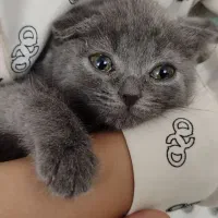 گربه اسکاتیش فولد