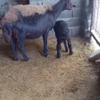 گوسفند با بره میش افشاری بره ماده یک ماه خوراک خور|حیوانات مزرعه|گالیکش, |دیوار