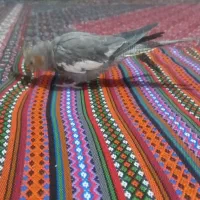 عروس هلندی ۸ماهه با قفس