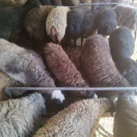 گوسفند زنده بره میش قربانی|حیوانات مزرعه|قرچک, صالح آباد|دیوار