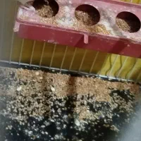 مرغ عشق گم شده