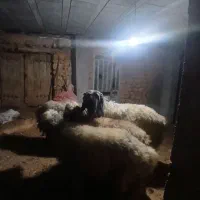 قوچ بختیاری میش رون .وسه راس میش داشتی جوان