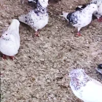 کفتر‌تهرانی‌