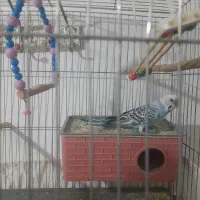 مرغ عشق ماده