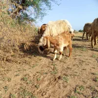 بز.|حیوانات مزرعه|حمیدیه, |دیوار