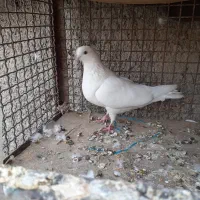 کفتر ماده غریب گیری