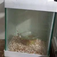 دکوری آشپزخانه