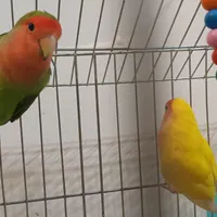 طوطی کوتوله برزیلی|پرنده|محمودآباد, |دیوار