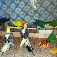 فروش فوری پرنده ها