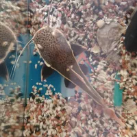 ماهی آکواریوم