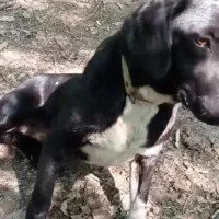 سگ گم شده مژدگانی میدم