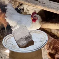 خروس گلپایگانی ۶ماهه|حیوانات مزرعه|یزد, |دیوار