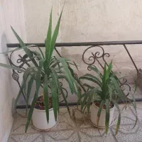 گل طبیعی یوکا و پاندانوس با گلدان سفالی دورطلایی|گل و گیاه طبیعی|نیشابور, ابراهیمی|دیوار