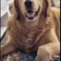 سگ گلدن|سگ|گرمدره, |دیوار