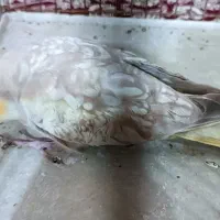 عروس هلندی|پرنده|کوهسار (البرز), |دیوار