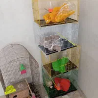 قفس بزرگ وکوچک