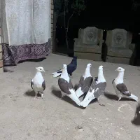 ۵عدد پشت دار با ۳عدد دم سفید
