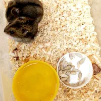 همستر|موش و خرگوش|همدان, |دیوار