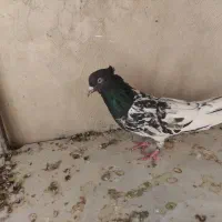 چند عدد کبوتر