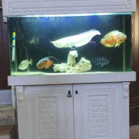 آکواریوم 1 متری با کمد و لوازم و ماهی در حد نو